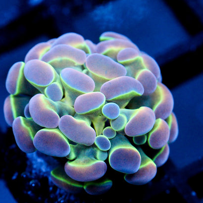 JC Ultra Hologram Hammer