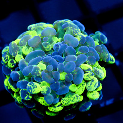 JC Ultra Splatter Hammer