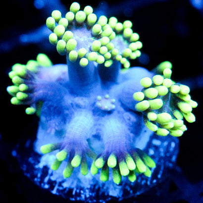 JC Alien Abduction Goni