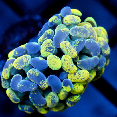 JC Yellow Splatter Hammer