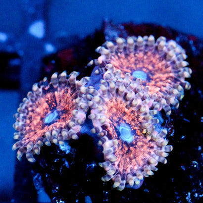 JC Neptunes Bounty Zoanthid