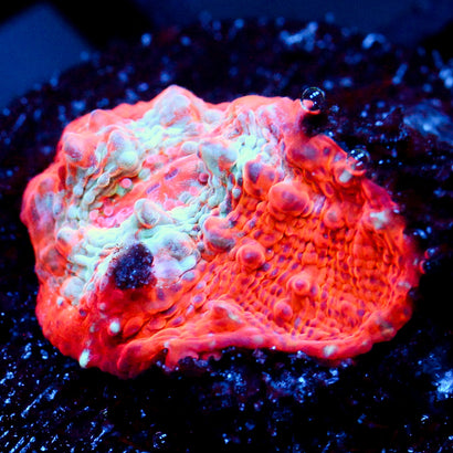 JC Cheetos Finger Chalice