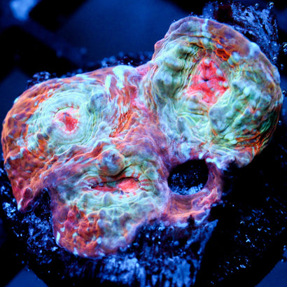 JC Unholy Trinity Chalice