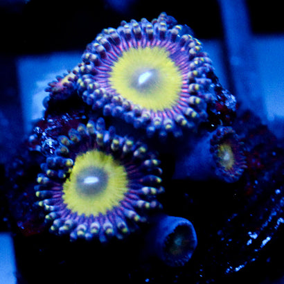 JC Hypnotoad Zoanthid