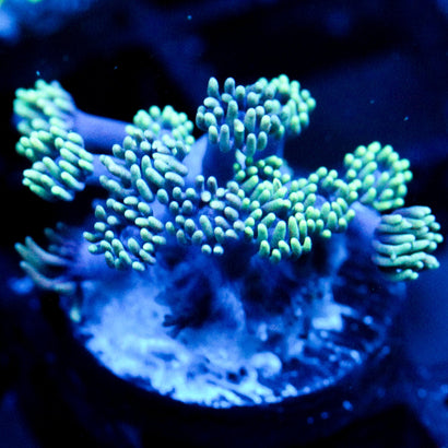 JC Green Flare Goni