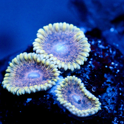 JC Permafrost Zoanthid