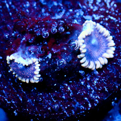 JC Mesosphere Zoanthid