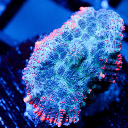 JC Yeti Flesh Mushroom