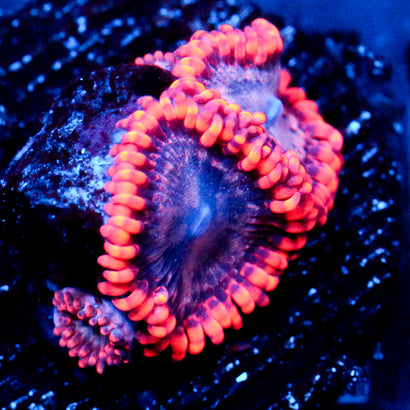 JC Utter Typhloshion Zoanthid