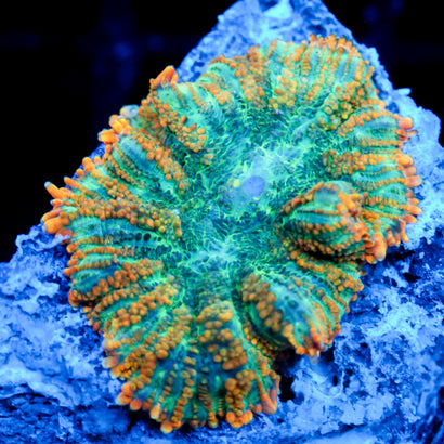 JC Brisk Breath Rhodactis Mushroom