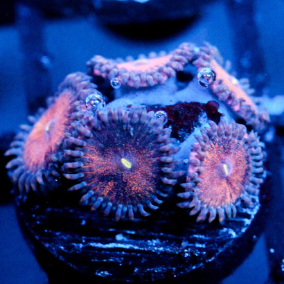 JC Amber Bliss Zoanthid