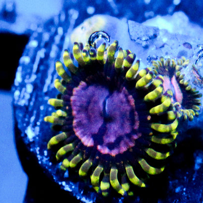JC Purple Monster Zoanthid