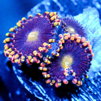 JC Bozos birthday Zoanthid