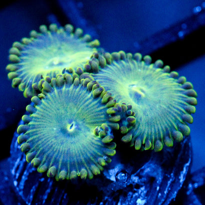 JC Lady Liberty Zoanthid