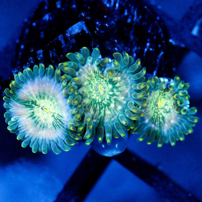 Hawaiian Ding Dang Zoanthid
