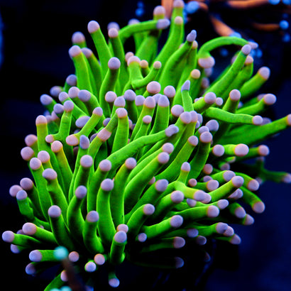 JC Cotton Candy Torch