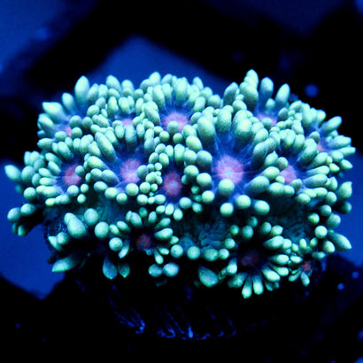 JC Phantasmic Flowers Goni
