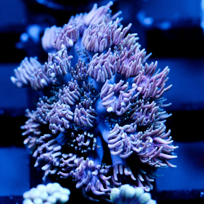 JC Witches Finger's goni