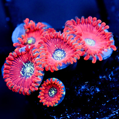 JC Magicians Zoanthid