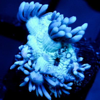 JC Beachy Breeze Goni