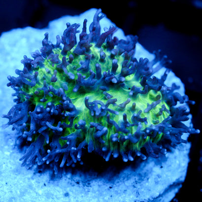 Biota Lavender Lime Mushroom