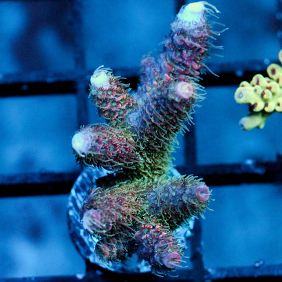 JC Twisted Rainbow XL