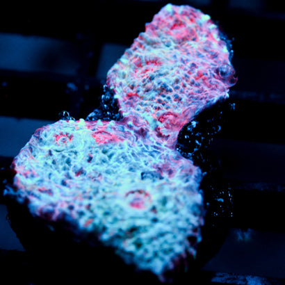 JC Unholy Trinity Chalice