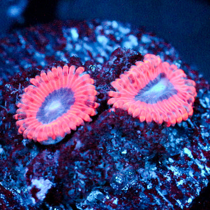 JC Typhloshion Zoanthid