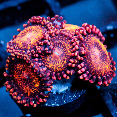 JC Speckled Kraze Zoanthid