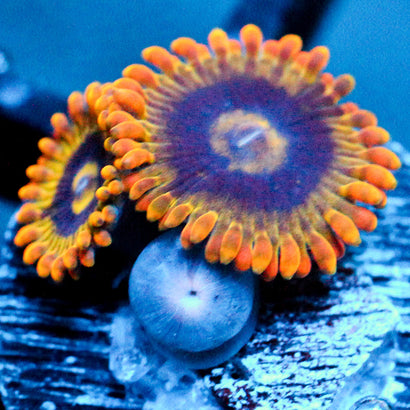 JC Rainbow Yoda Zoanthids