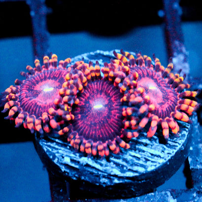JC Purple Empress Zoanthid