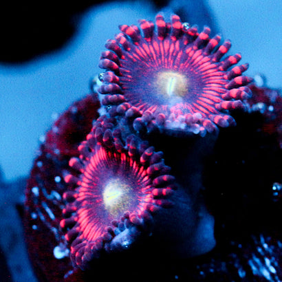 JC Valentine's Blurr Zoanthid