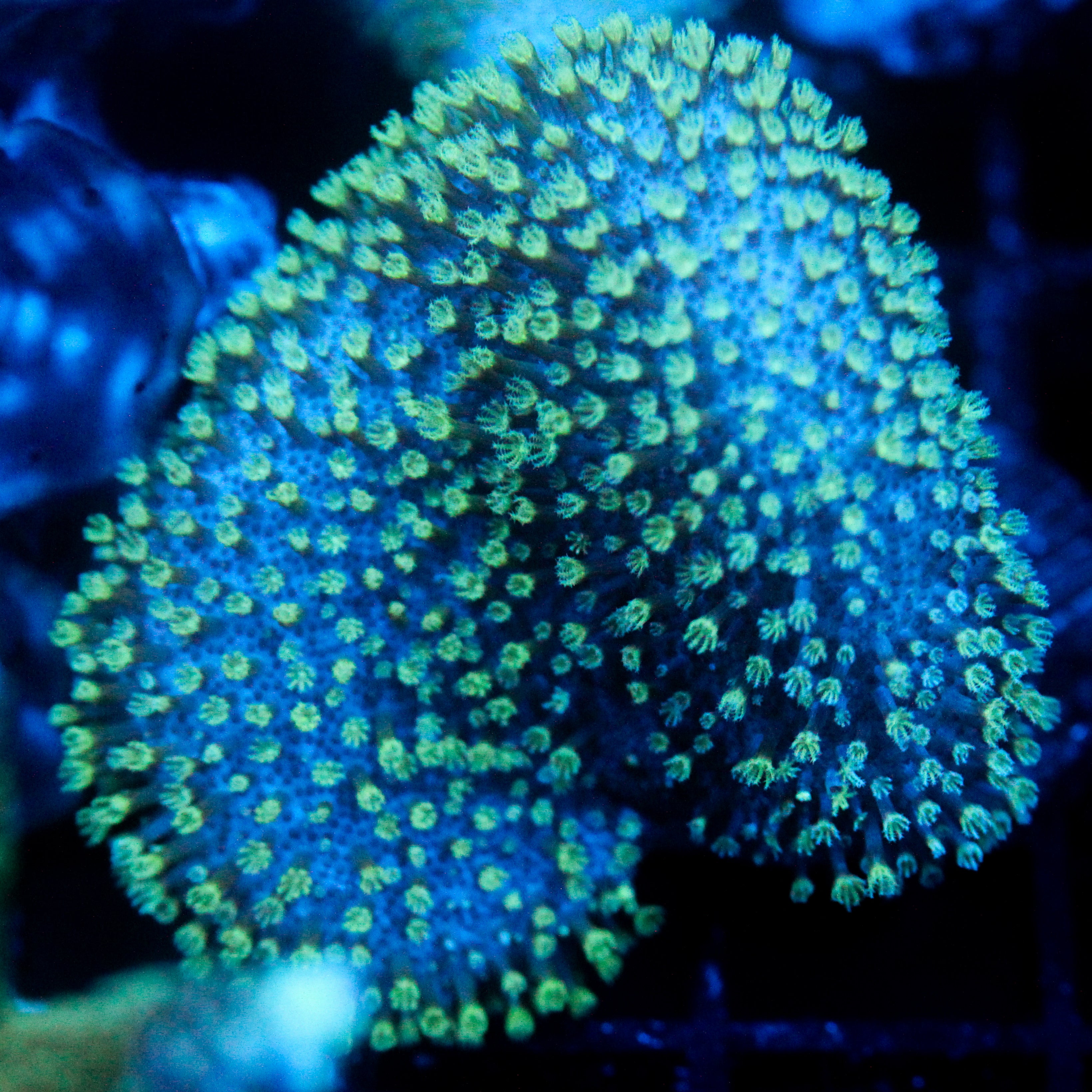 JC Aquacultured Minty Toadstool
