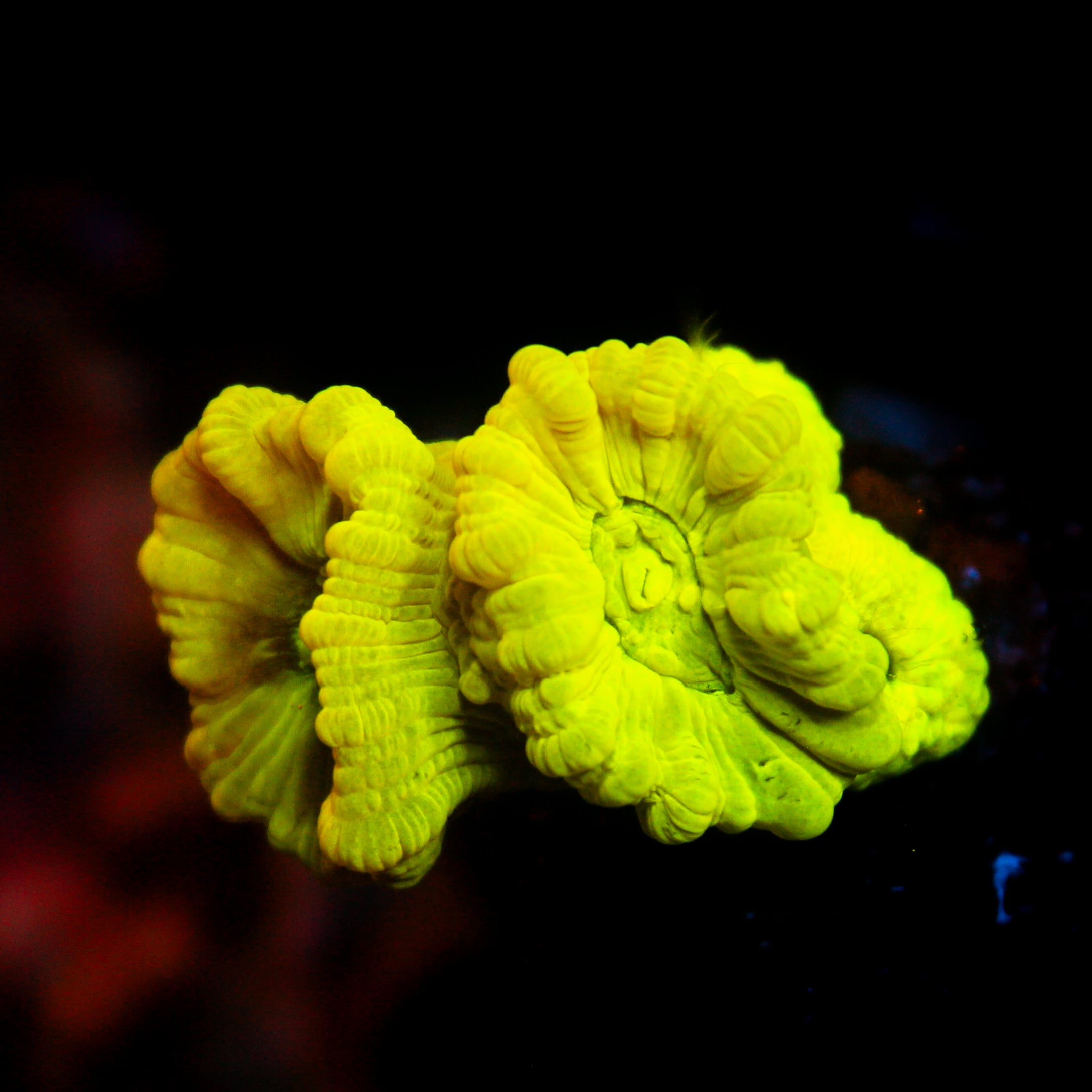 JC Neon Green Trumpet Coral