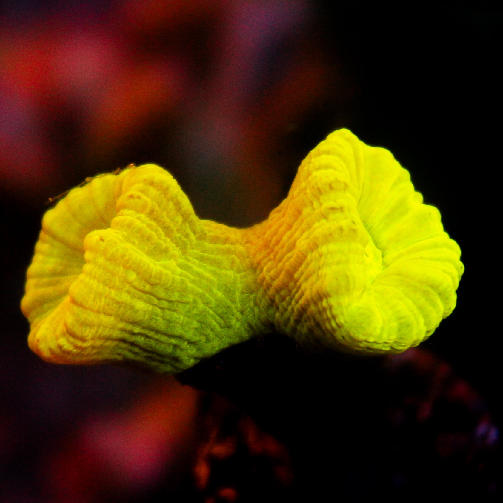 JC Neon Green Trumpet Coral