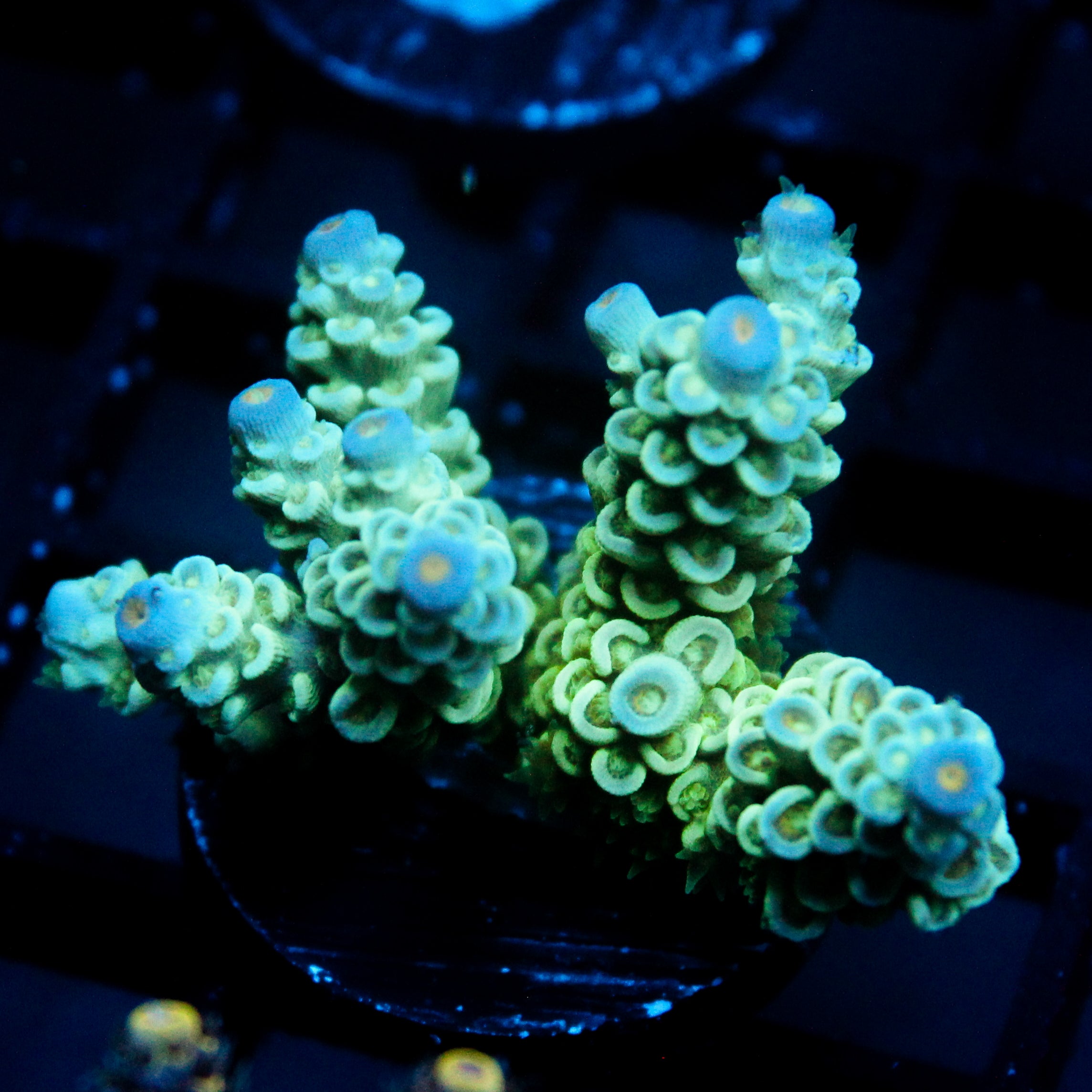 JC Green Demon Acro