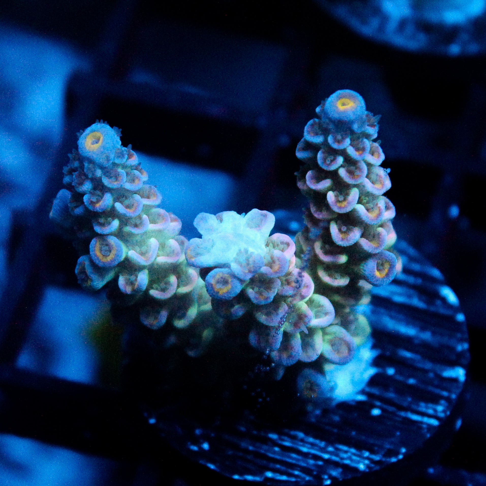 JC Petals Acro