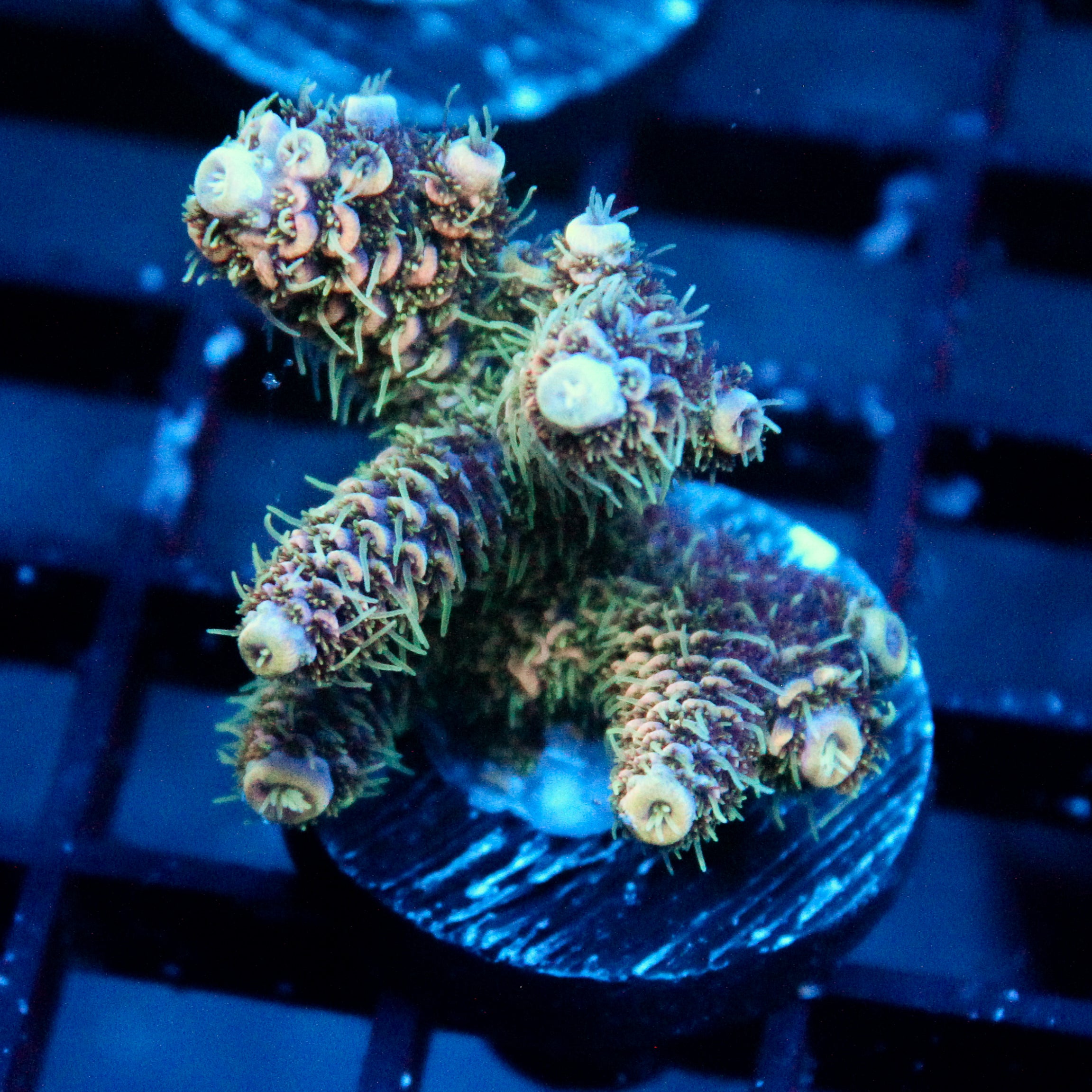 JC Garden Acro