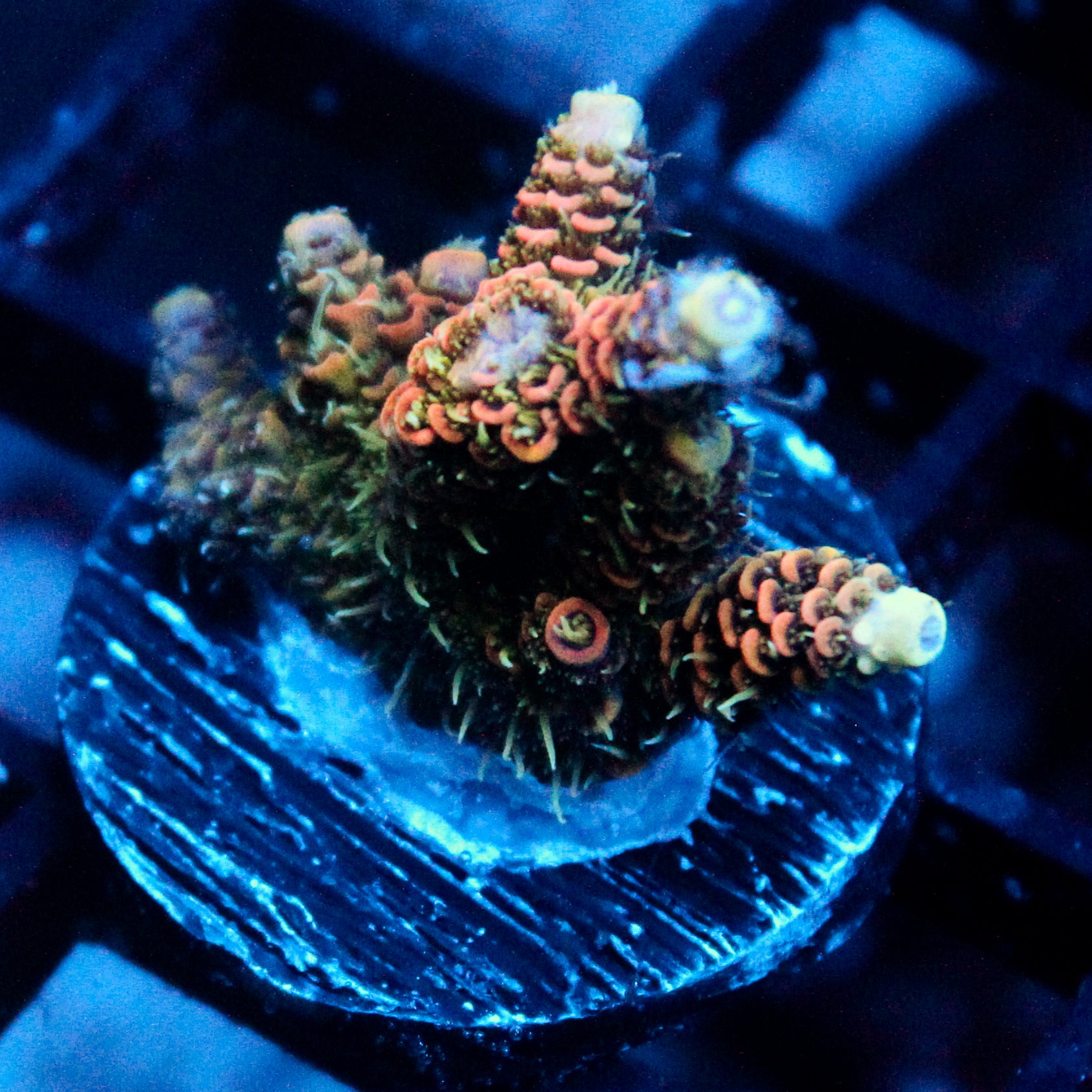 JC Orange Flush Acro