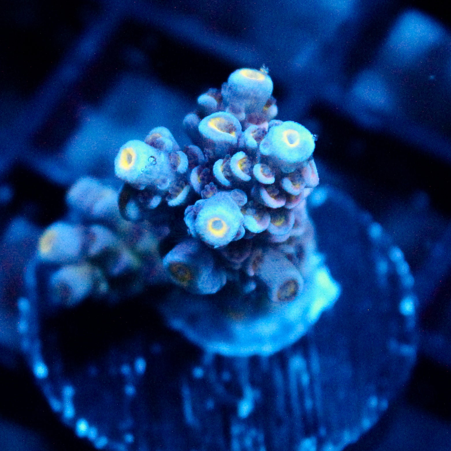 JC Demon Acro