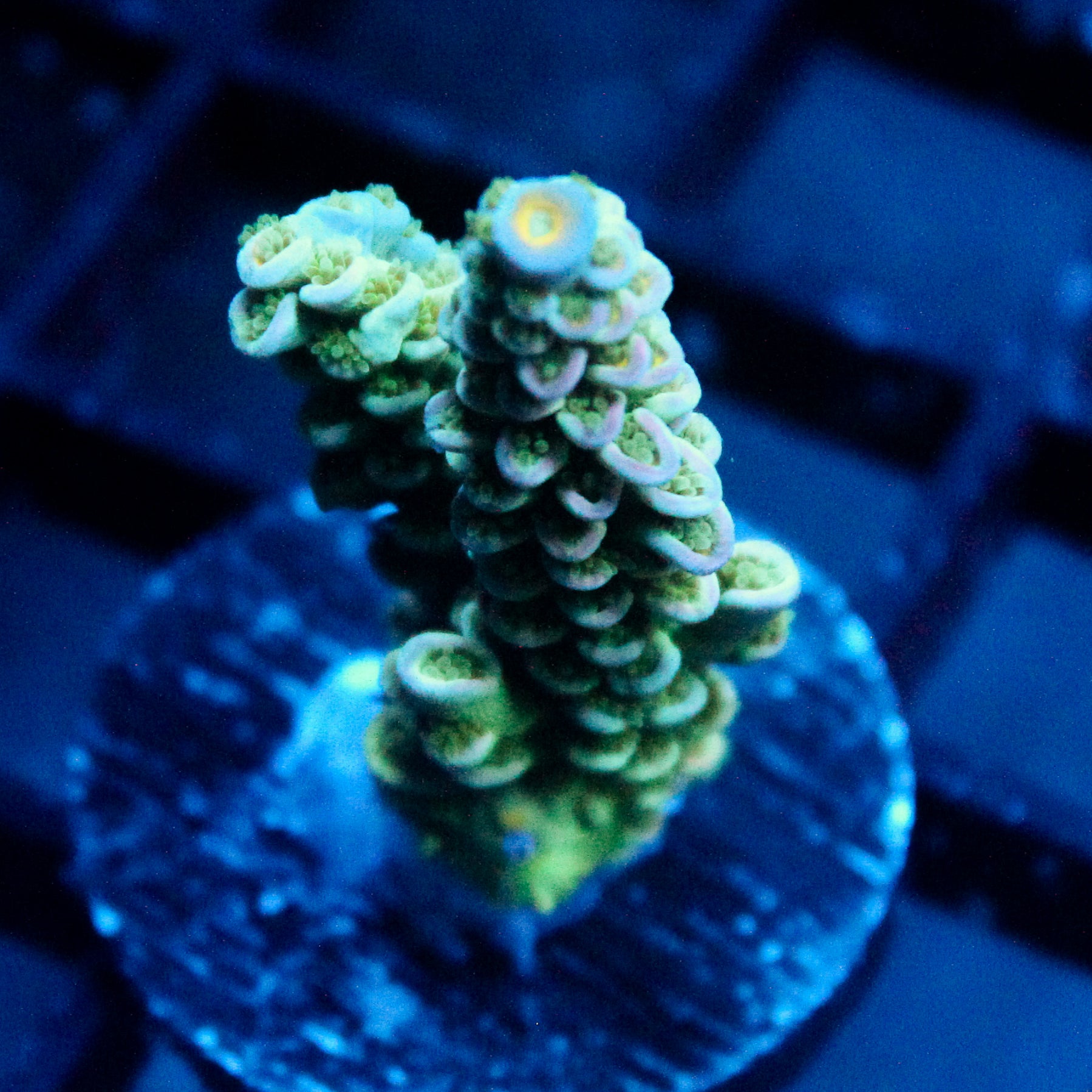 JC Glow Stick Acro