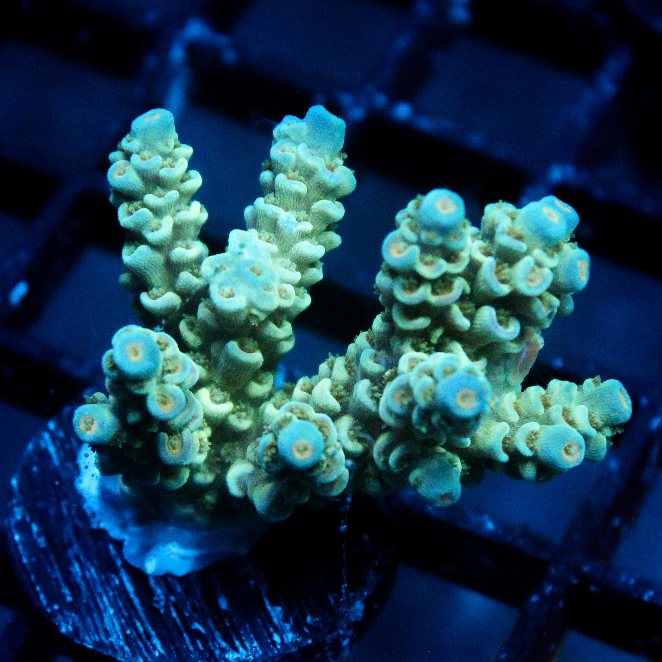 JC Neon Acro