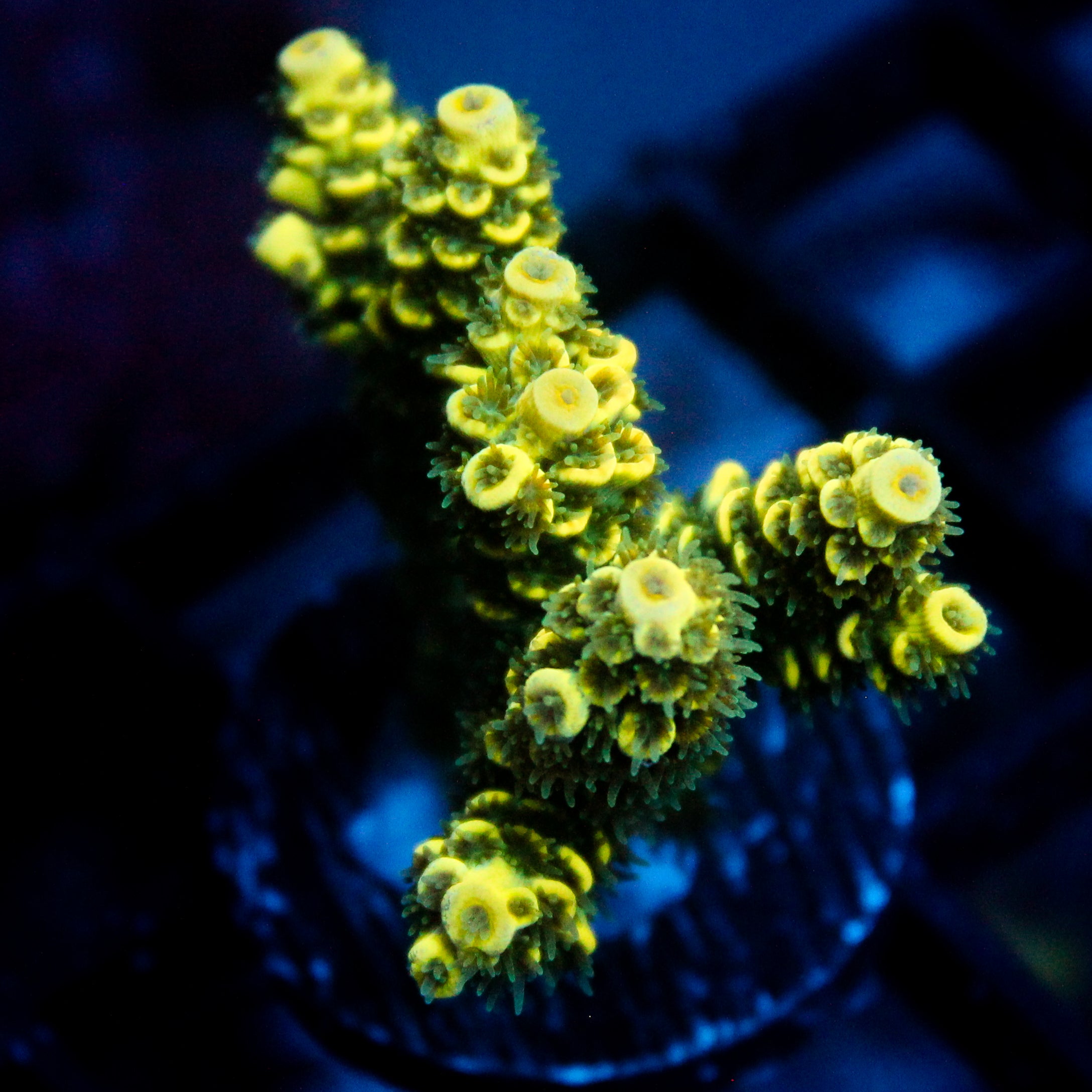 JC Auramite Acro