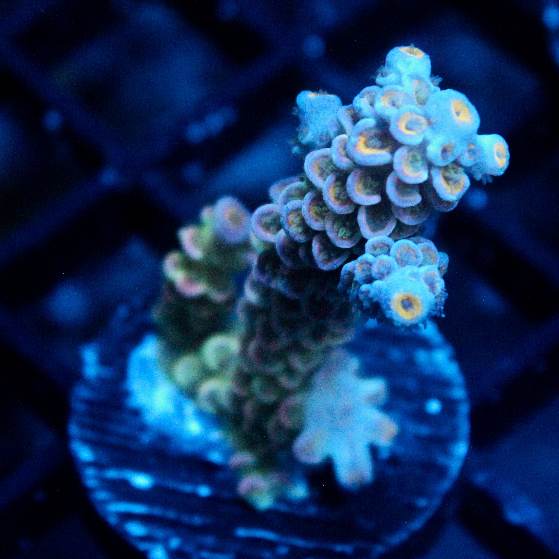 JC Lemon Sucker Acro