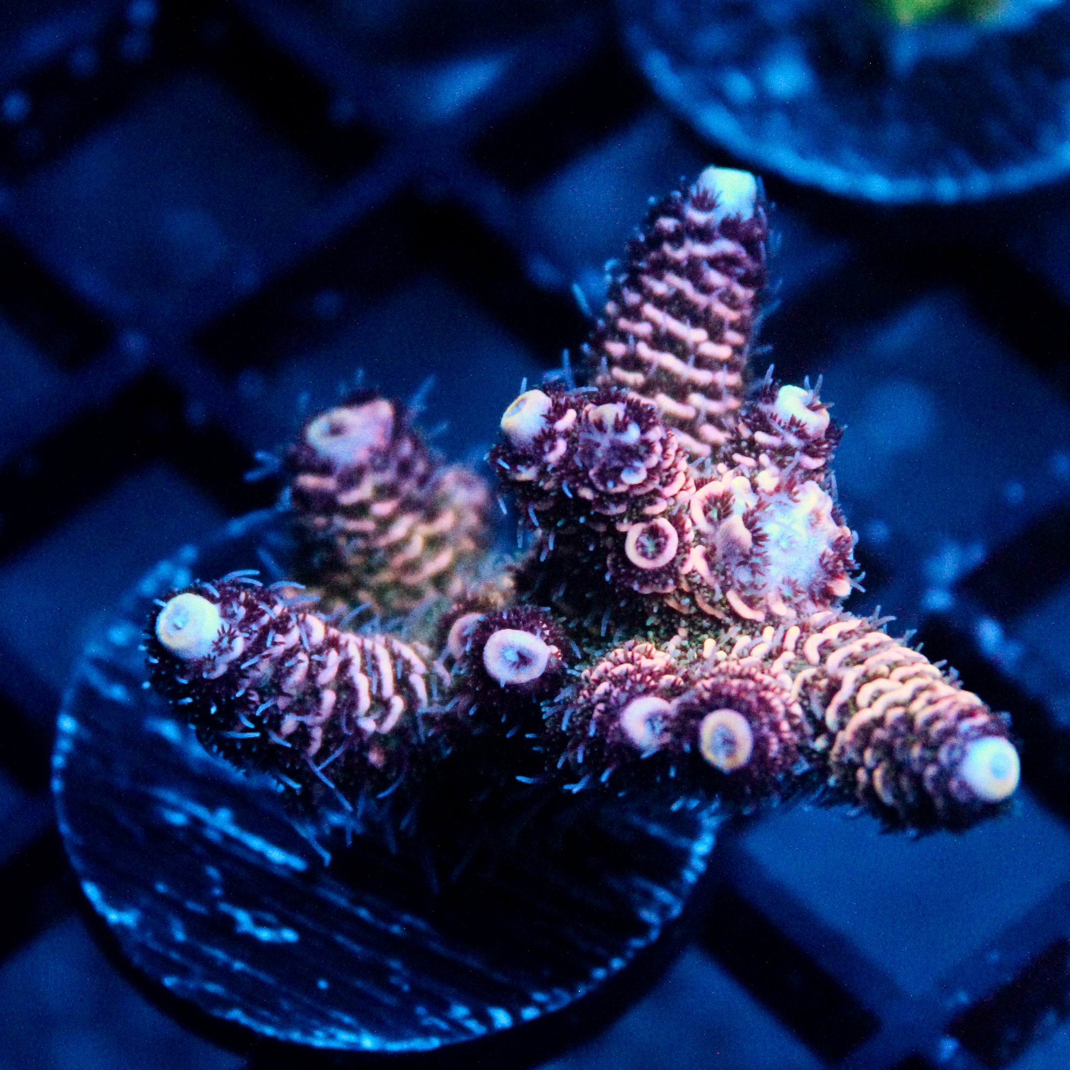 JC Purple Princess Acro
