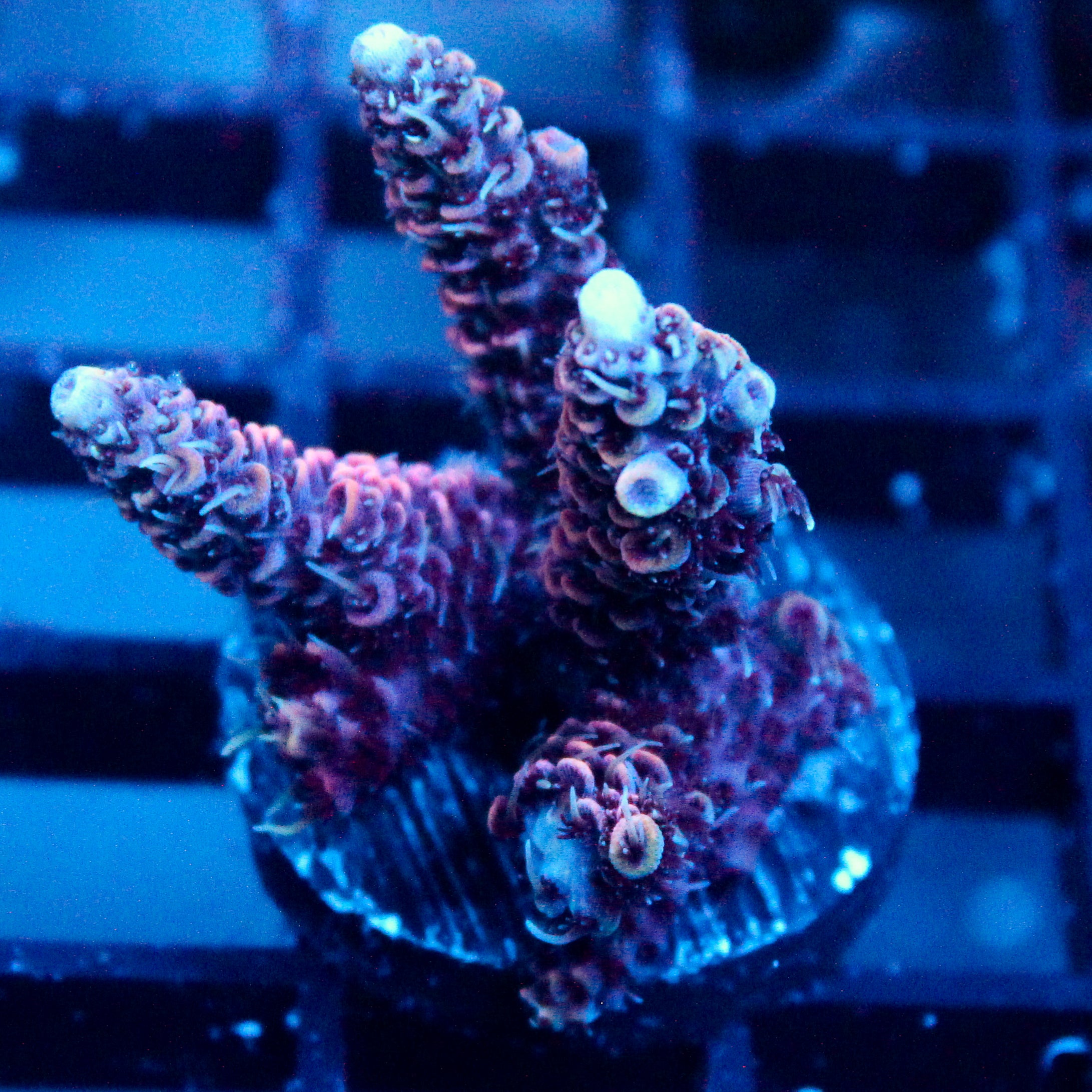 JC Dark Tide Acro