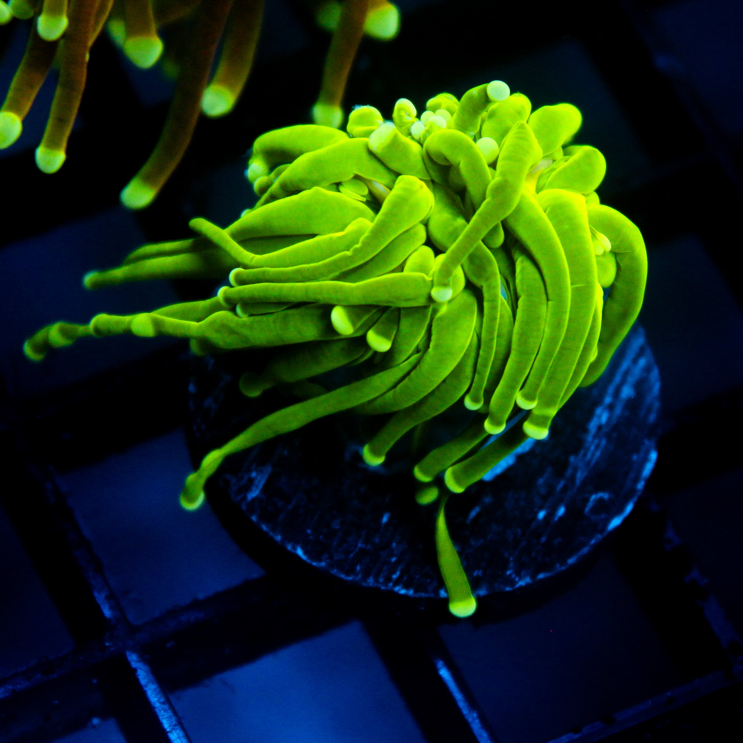 JC Slime Slayer Torch
