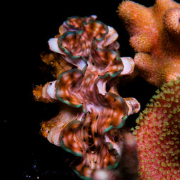 JC Biota Aquacultured Squamosa