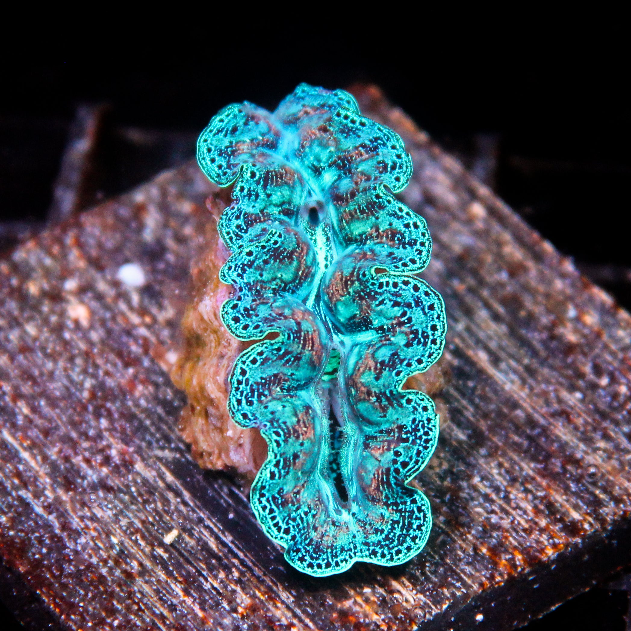 JC Biota Aquacultured Ultra crocea