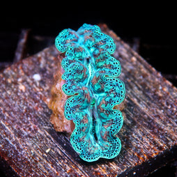 JC Biota Aquacultured Ultra crocea
